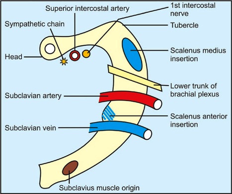 PRAVEEN'S ANATOMY WORLD - Home