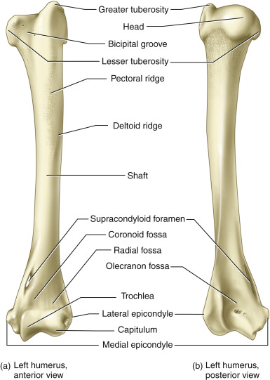 Single Humerus PRAVEEN'S ANATOMY WORLD - Home