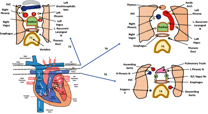 T.S. Thorax- T3, T4, T6 Level