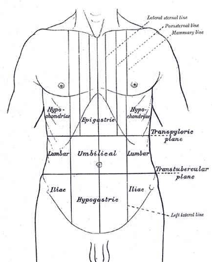 Left Submentrum PRAVEEN'S ANATOMY WORLD - Home